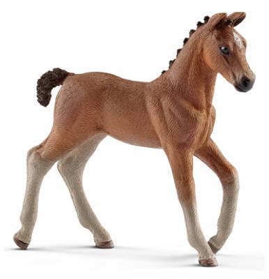 BRN Hanoverian Foal
