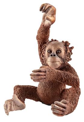BRN Young Orangutan