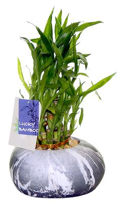 7.5" Lucky Bamboo Plant