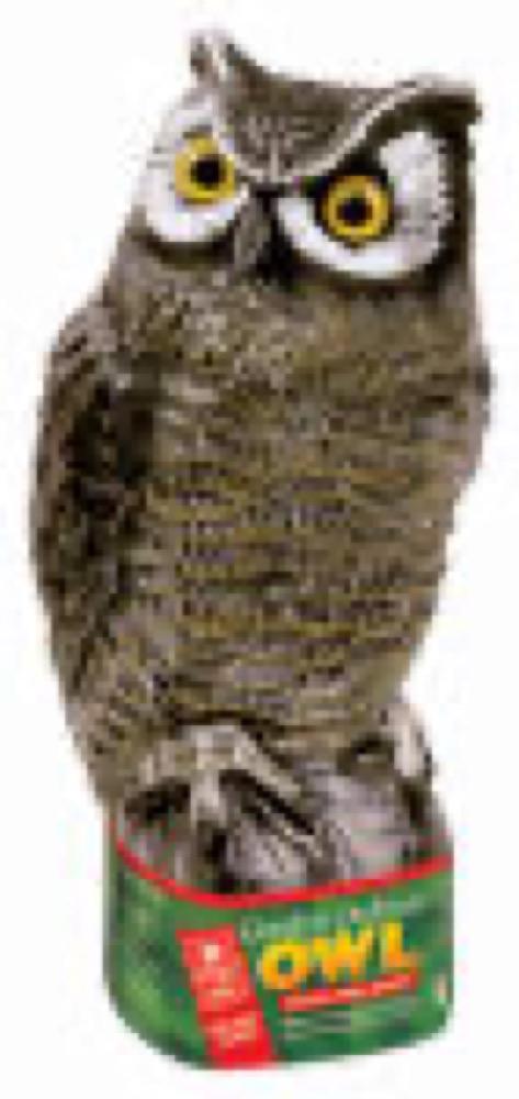 Scarecrow Owl