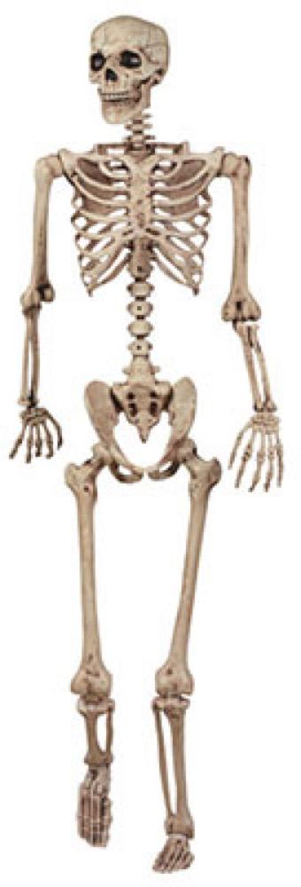 5' Pose N Stay Skeleton