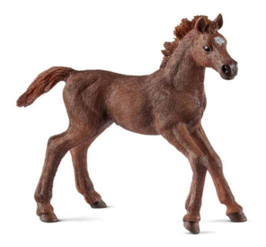 BRN Eng Thoro Foal