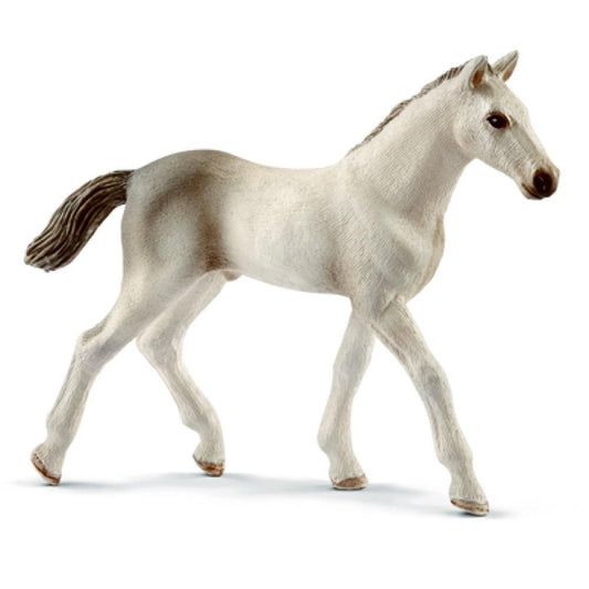 WHT Holsteiner Foal