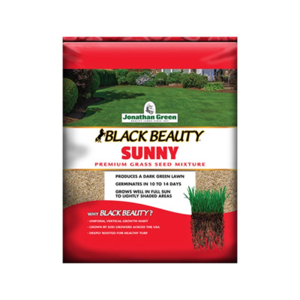 BB25LB Sun Grass Seed
